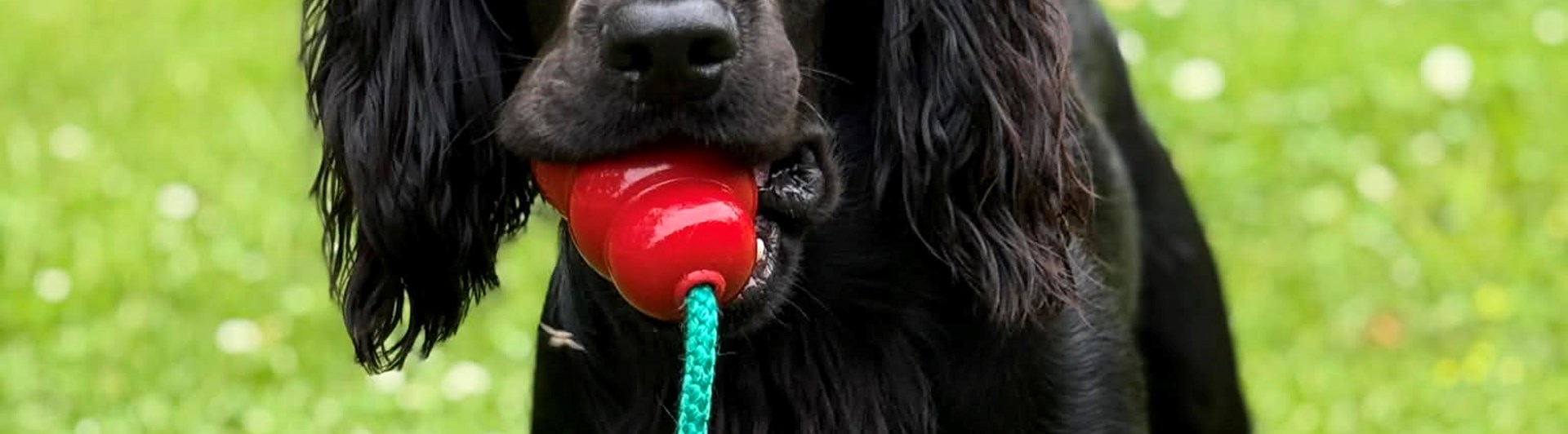 cocker