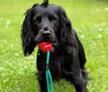cocker