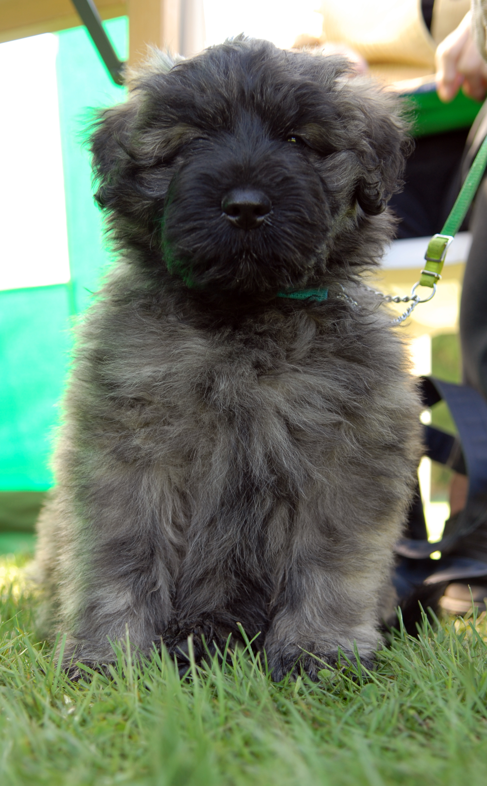 Bouvier des flandres valp som sitter på en gräsmatta och tittar in i kameran