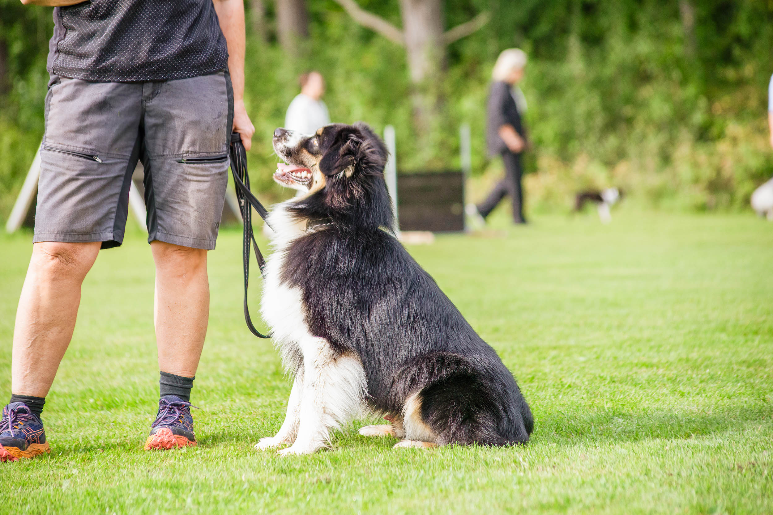 Hund som sitter vid en människa