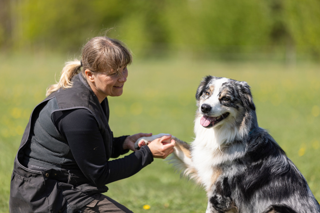 Australian Shepherd som har sin tass i mattes hand