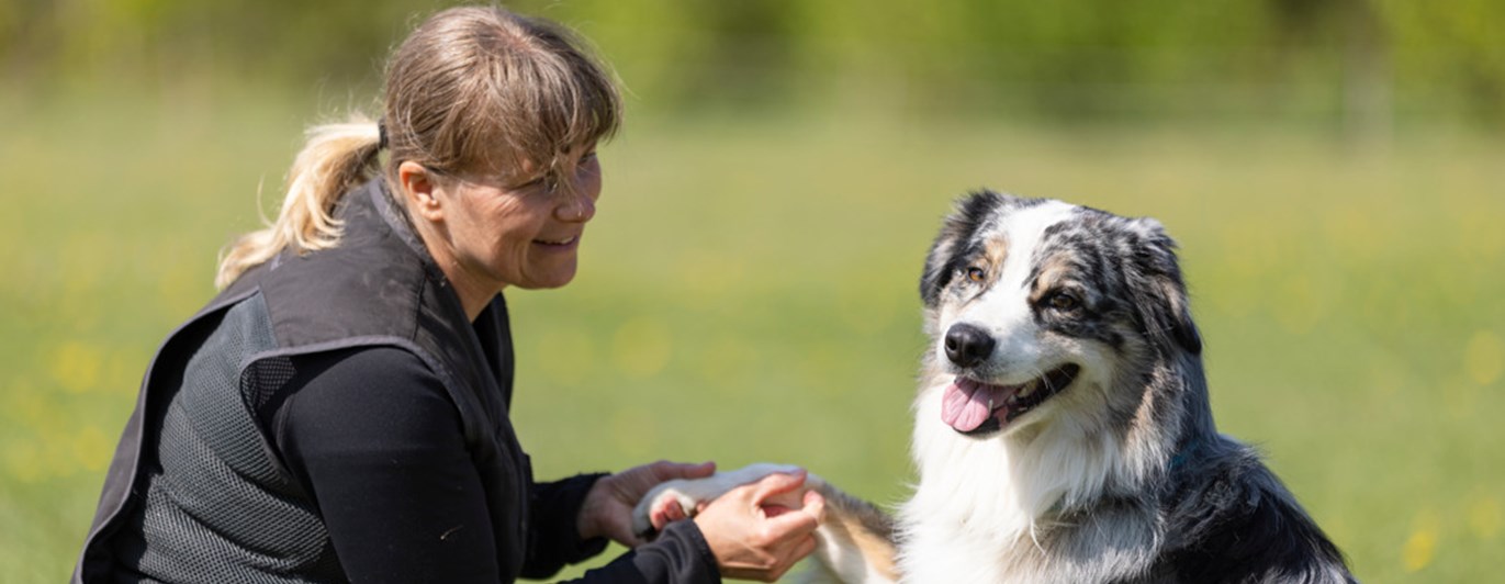Australian Shepherd som har sin tass i mattes hand