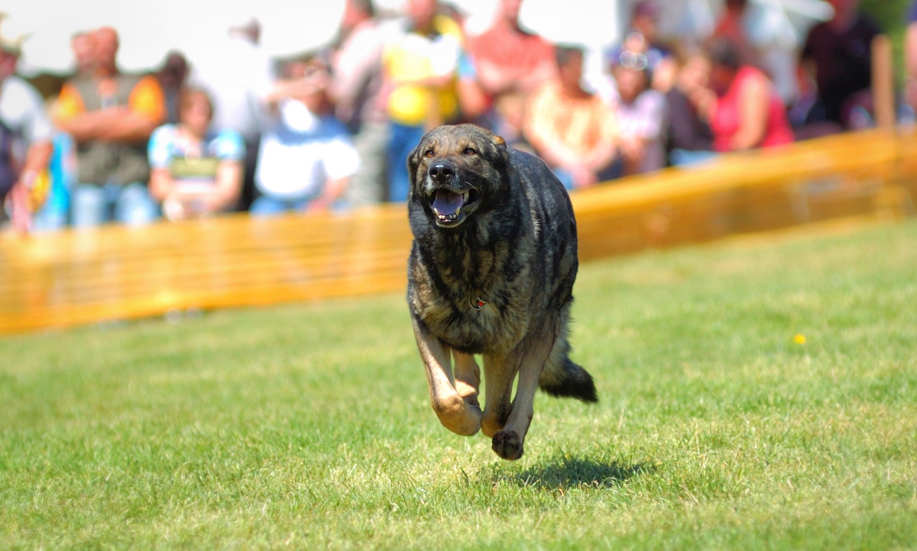 Hund inkallning IGP