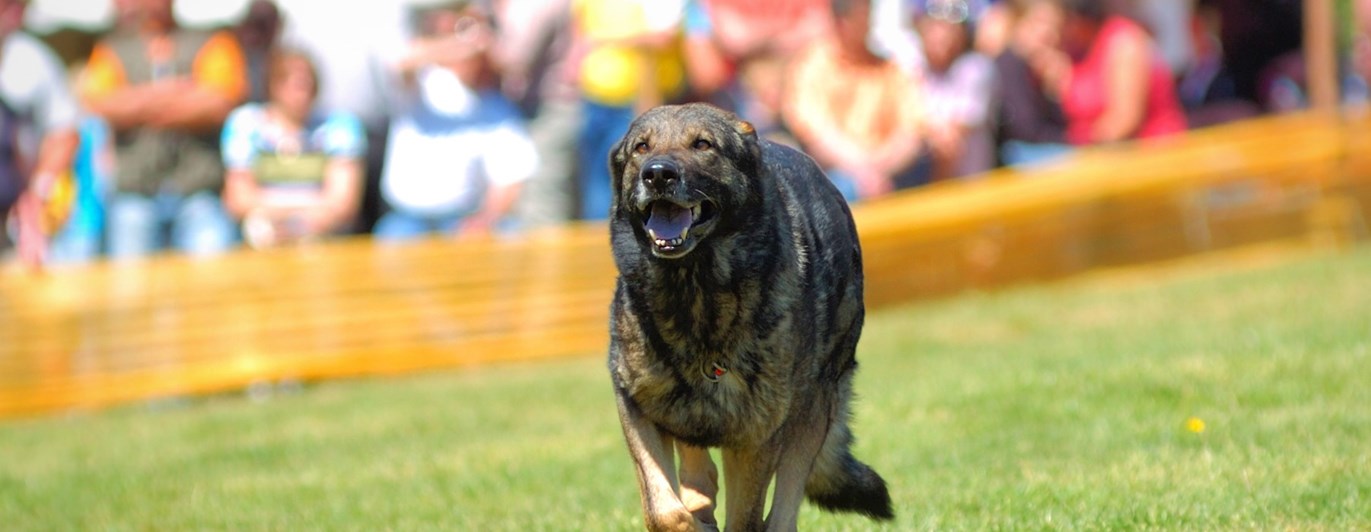 Hund inkallning IGP