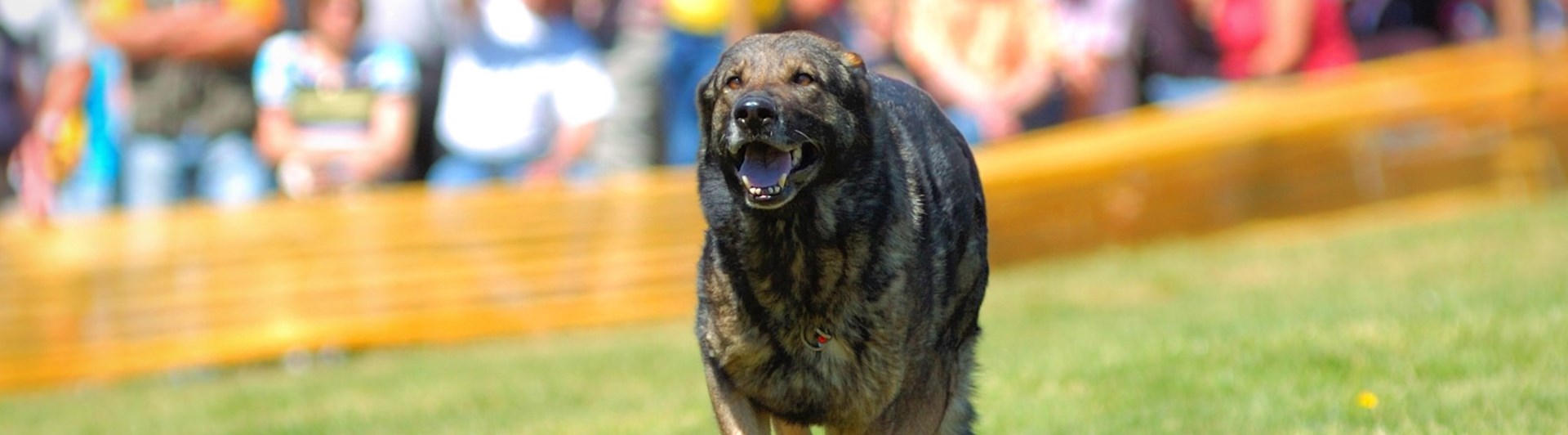 Hund inkallning IGP