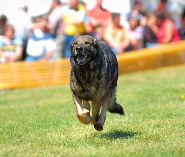Hund inkallning IGP