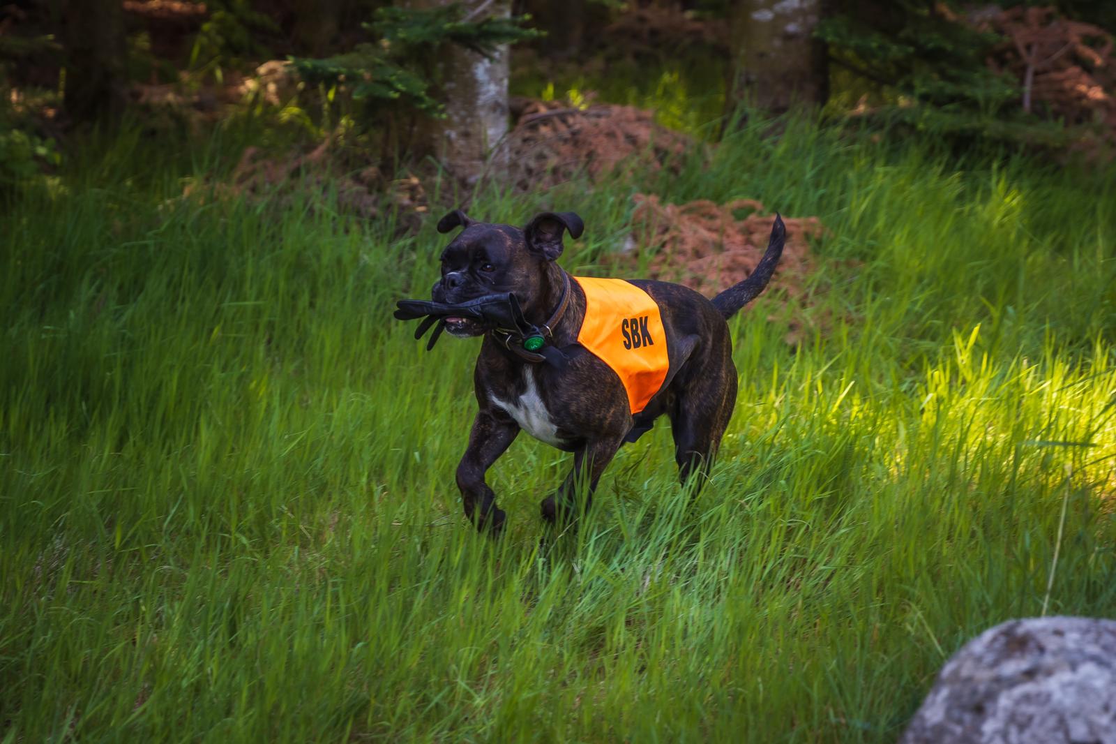 Hund apporterar vante
