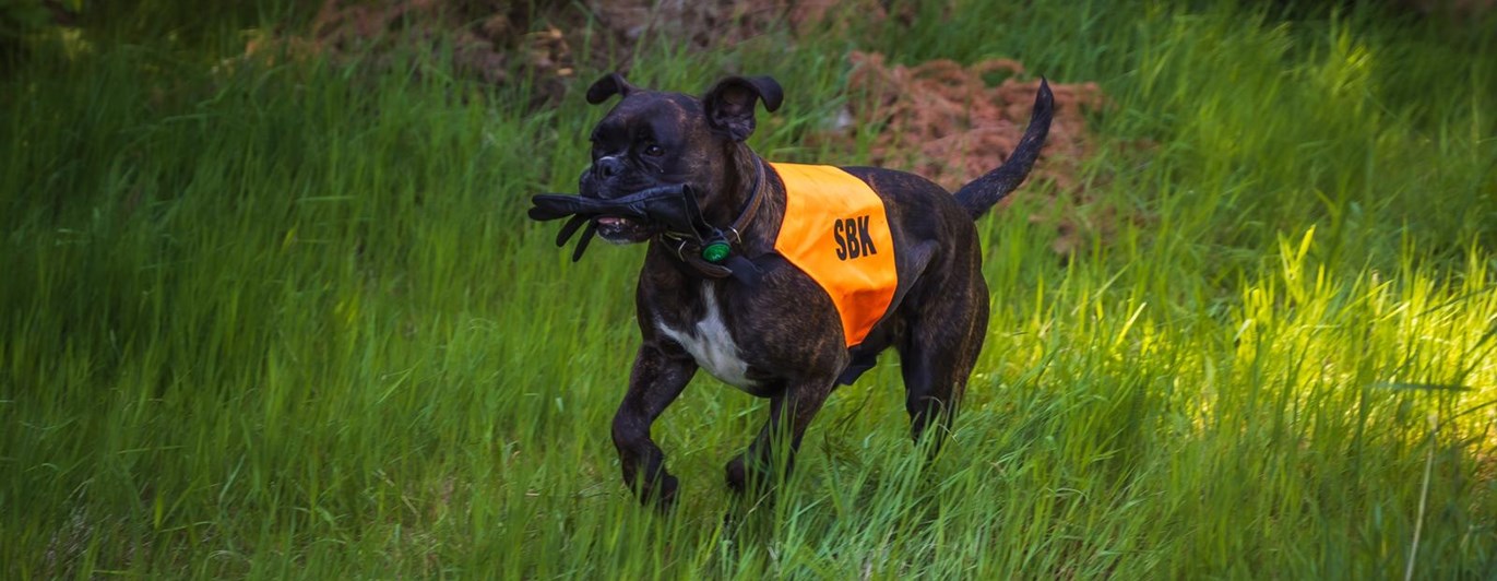 Hund apporterar vante