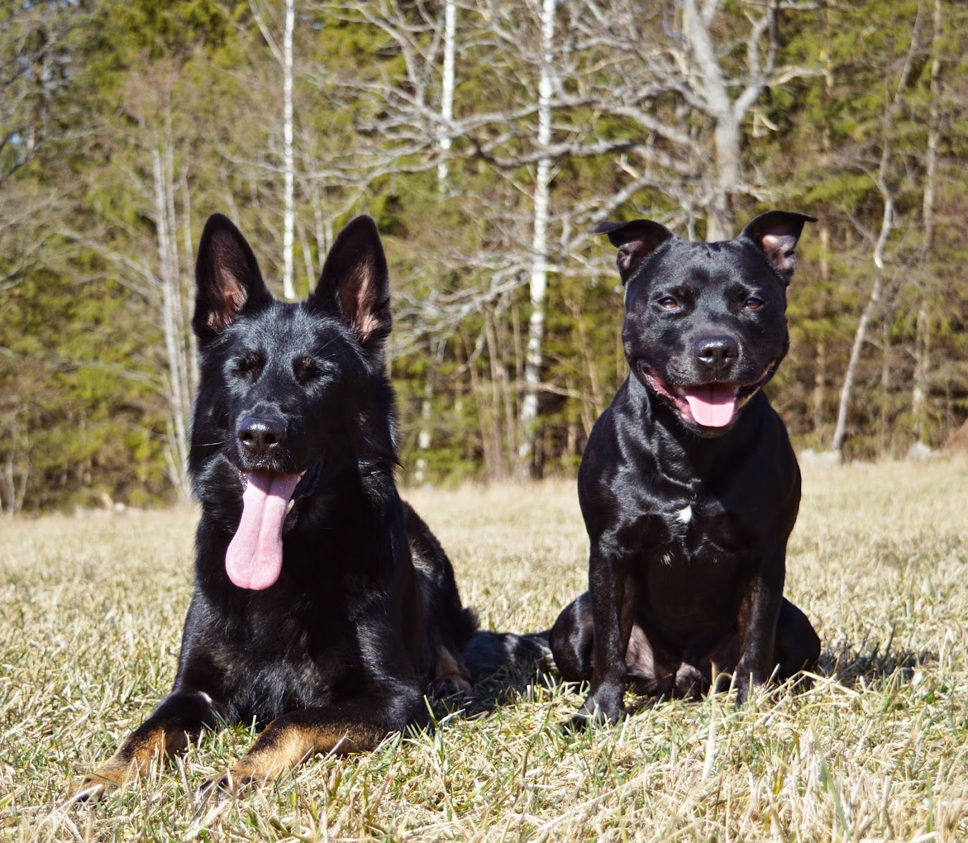 Två hundar ligger bredvid varandra