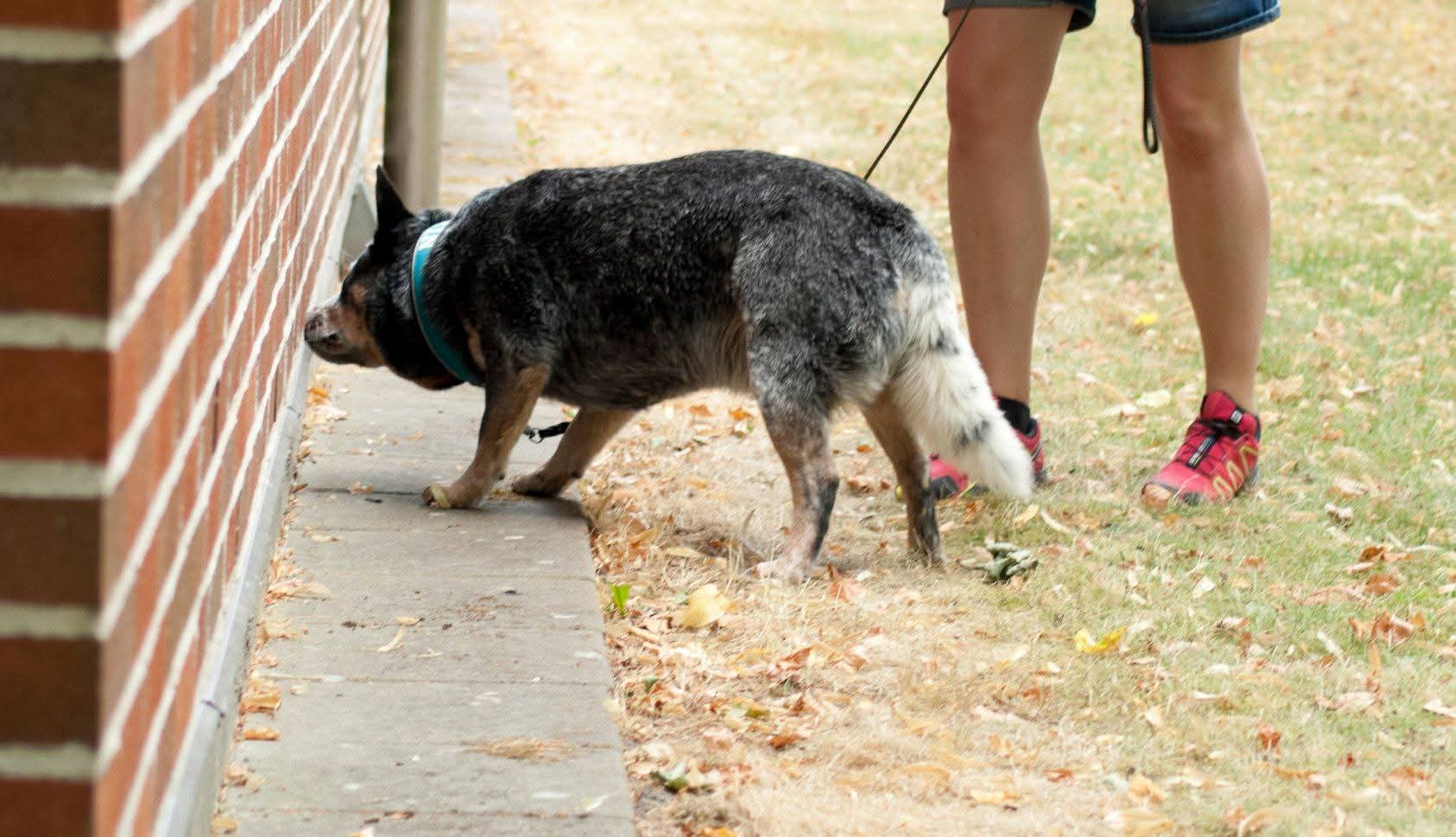 Cattledog söker med nosen på tegelbyggnad