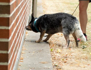 Cattledog söker med nosen på tegelbyggnad