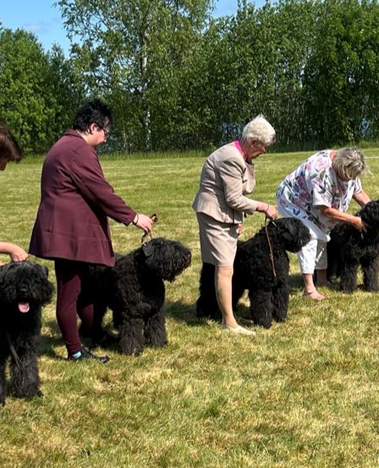 Bästa uppfödargrupp