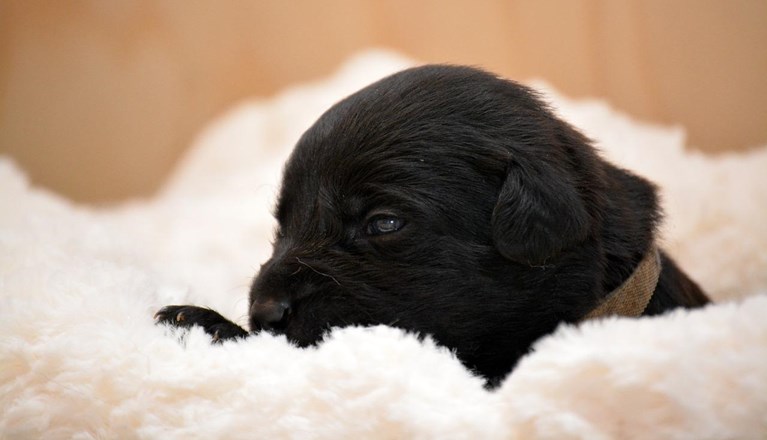 Svart hundvalp som ligger på en vit filt
