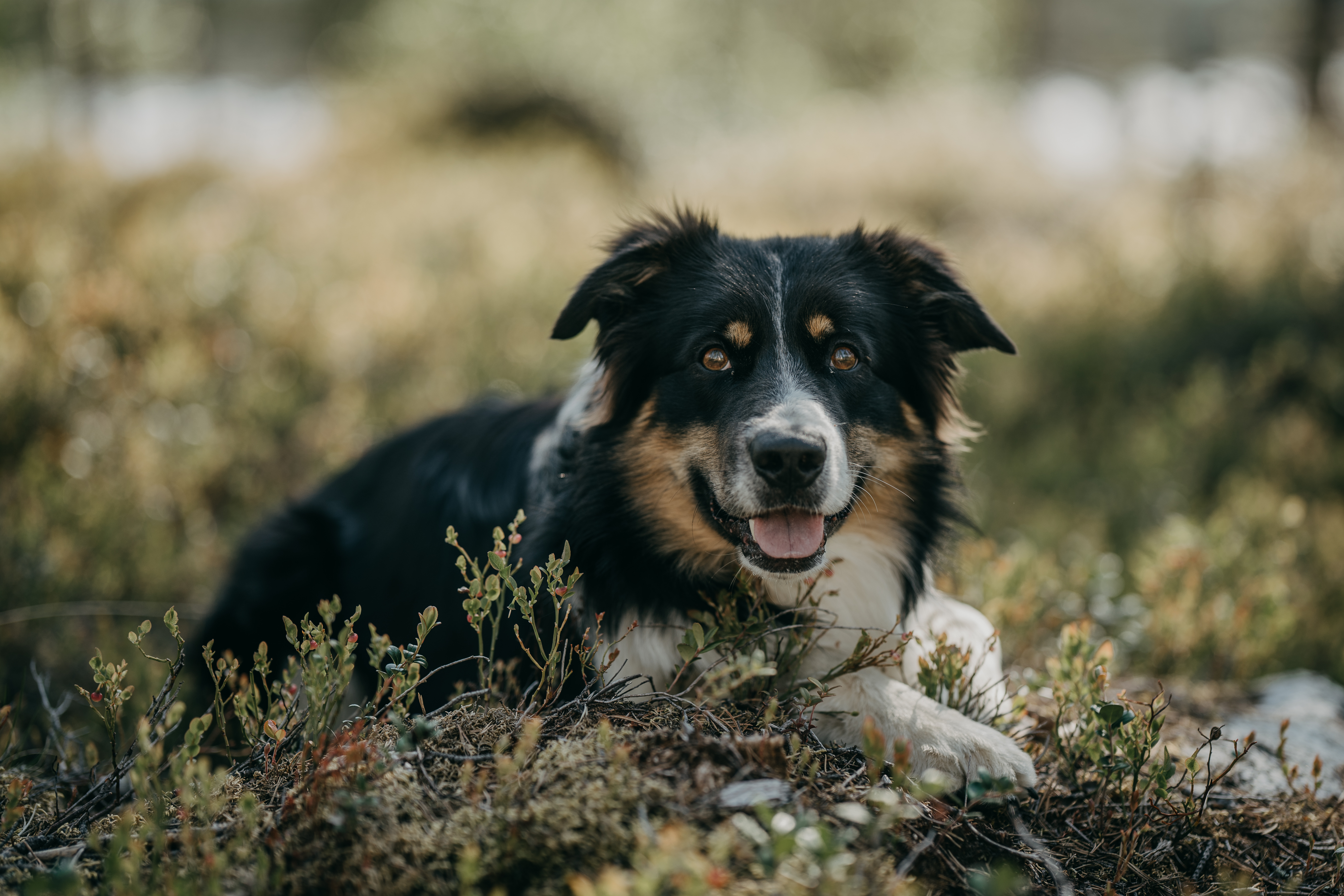 Portraits of Lapland