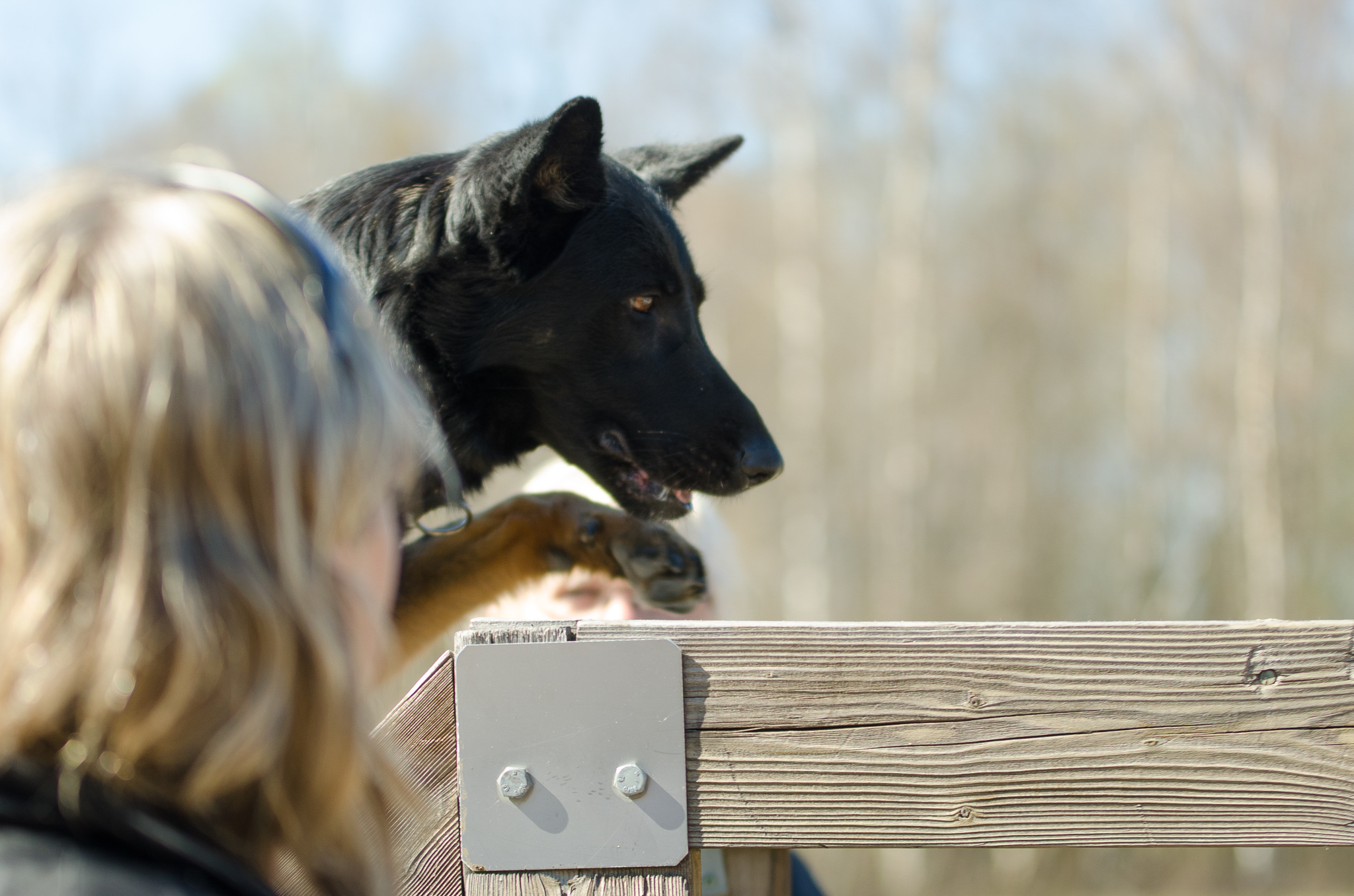 Hund som klättrar på bruks stegen