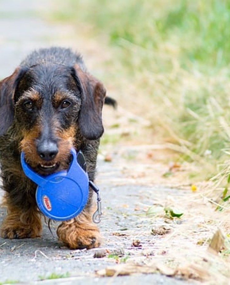 En tax har hittat ett koppel