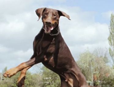 Hoppande dobermann