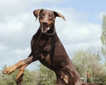 Hoppande dobermann