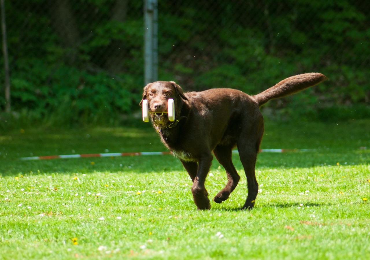Labrador som springer med en apport mot föraren