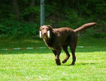 Labrador som springer med en apport mot föraren