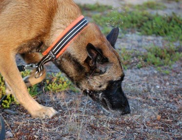Malinois nosar i marken Foto: Kristina Svensson