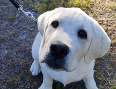 Gul labradorvalp