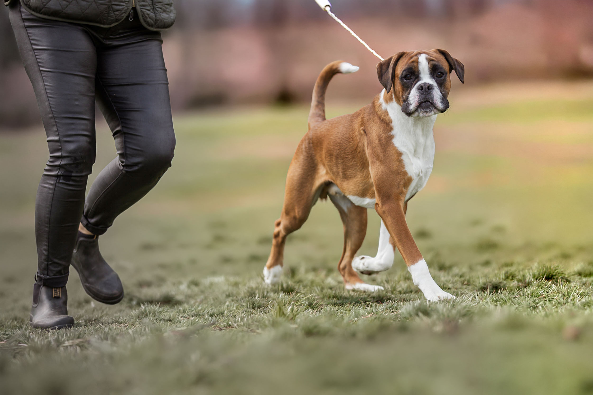 Boxer