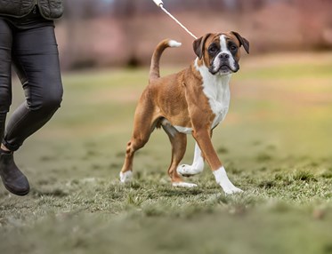 Boxer