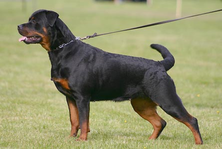 Rottweiler uppställd
