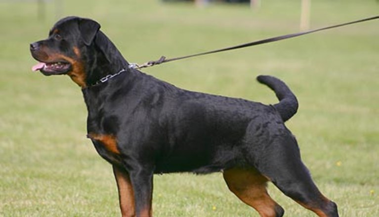 Rottweiler uppställd