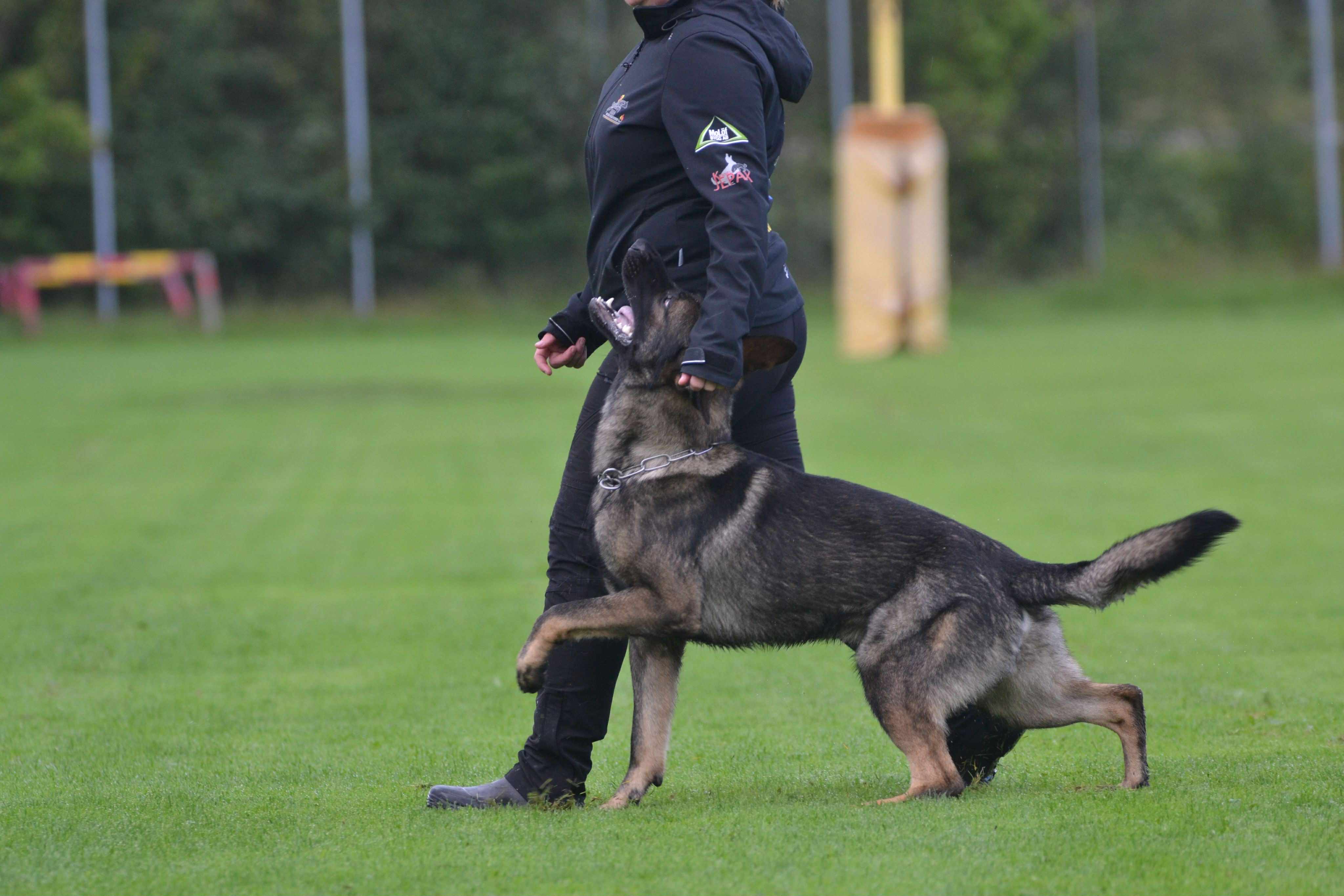 Schäfer som går fot bredvid sin förare.