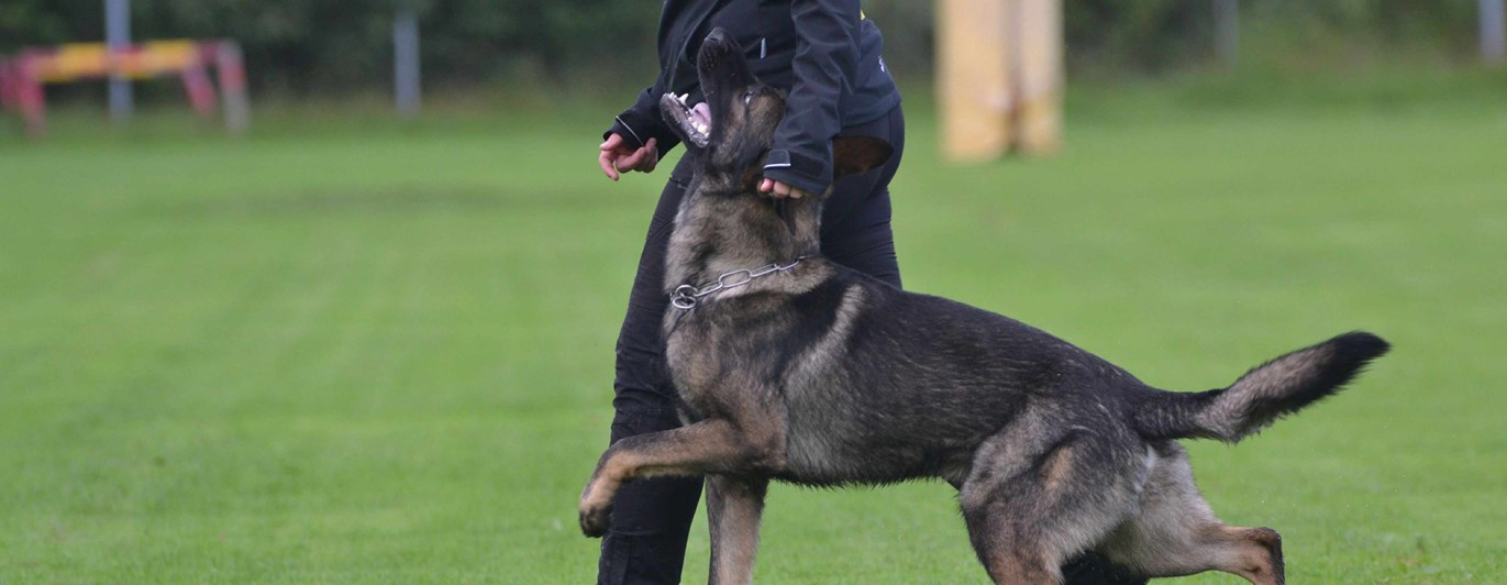 Schäfer som går fot bredvid sin förare.