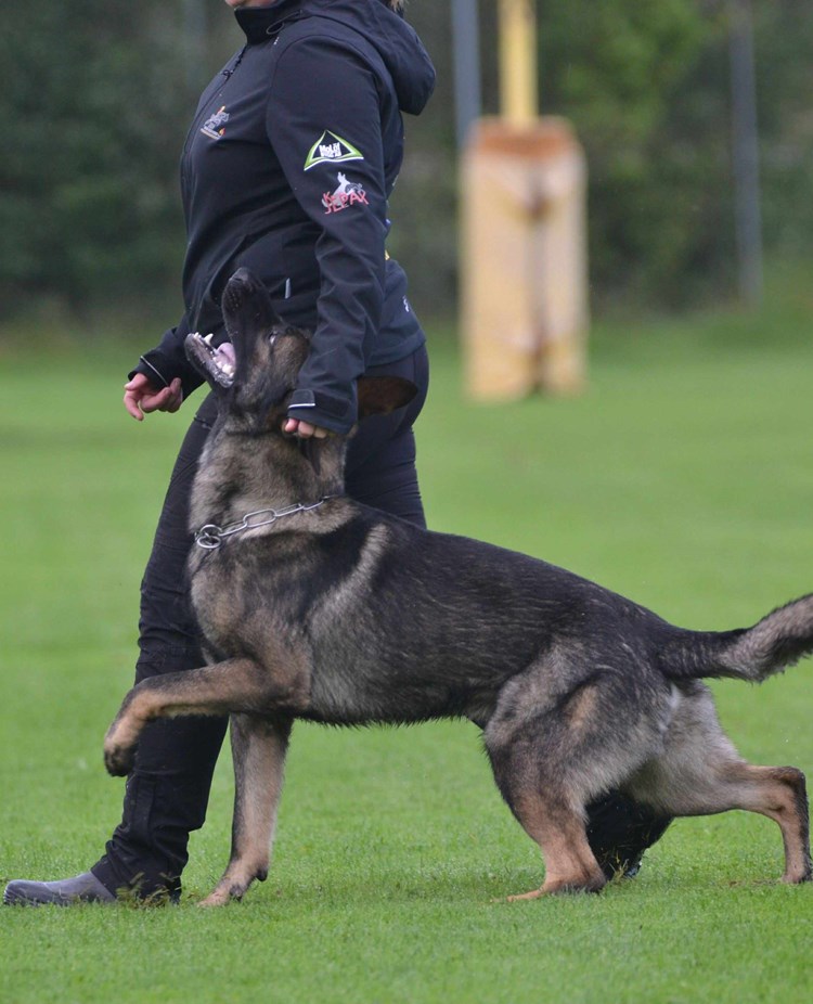 Schäfer som går fot bredvid sin förare.