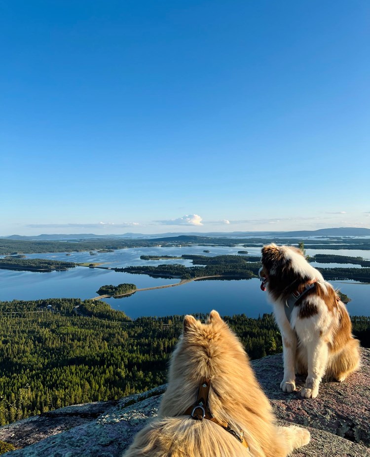 Arjeplog