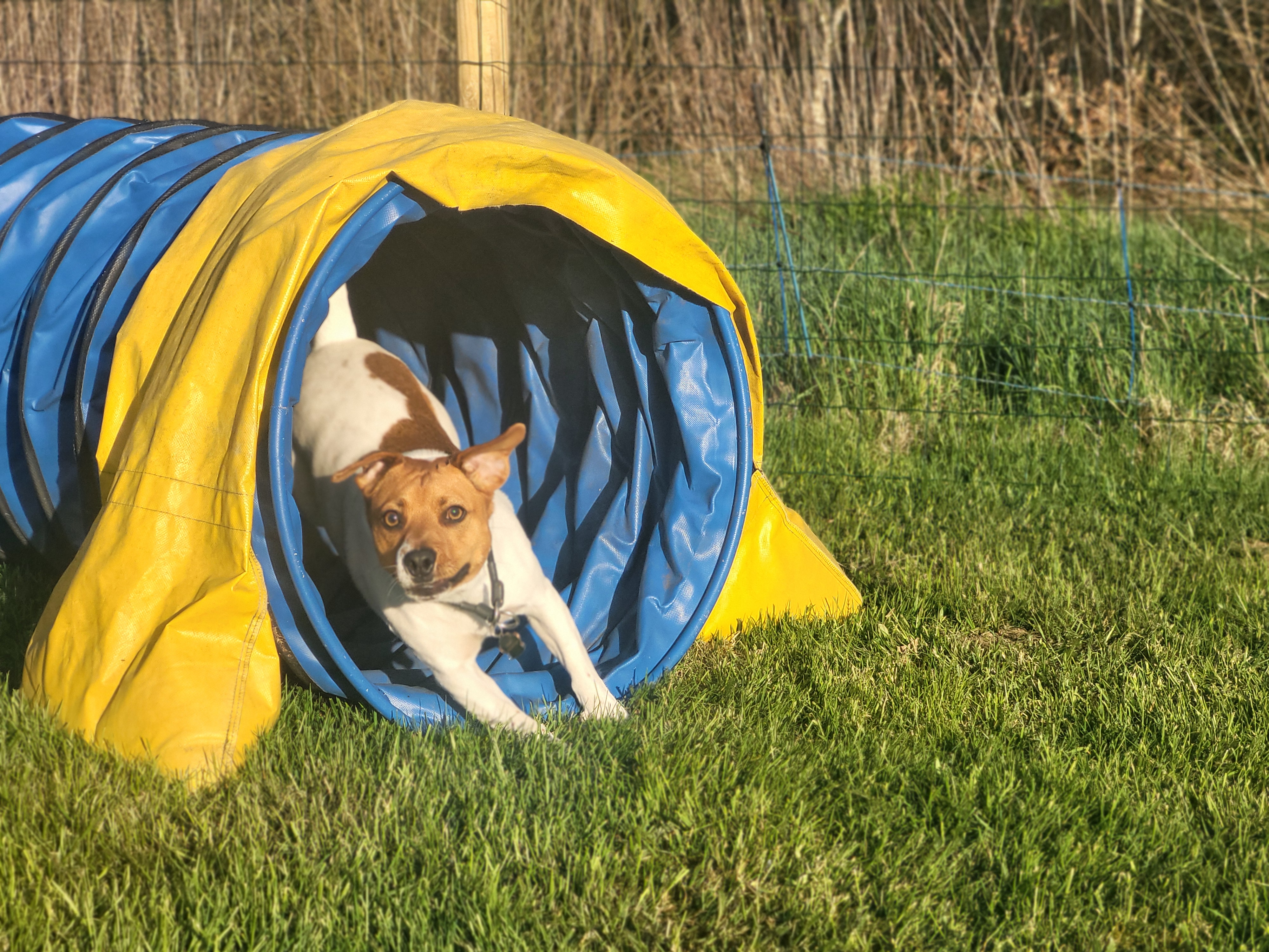 Dansksvensk gårdshund springer i agilitytunnel