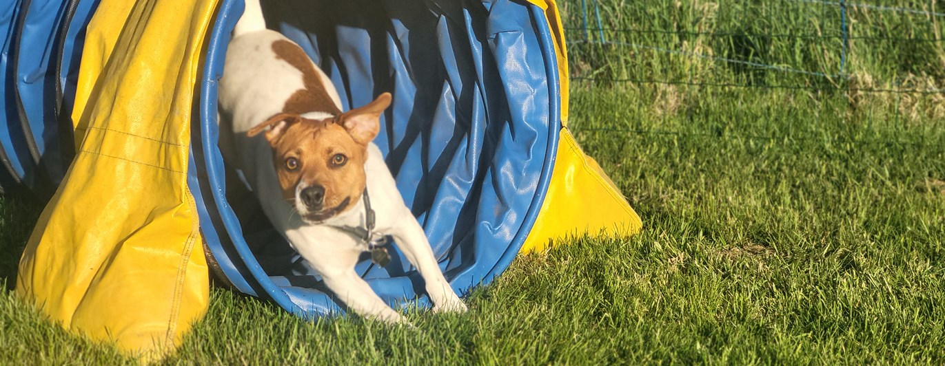 Dansksvensk gårdshund springer i agilitytunnel
