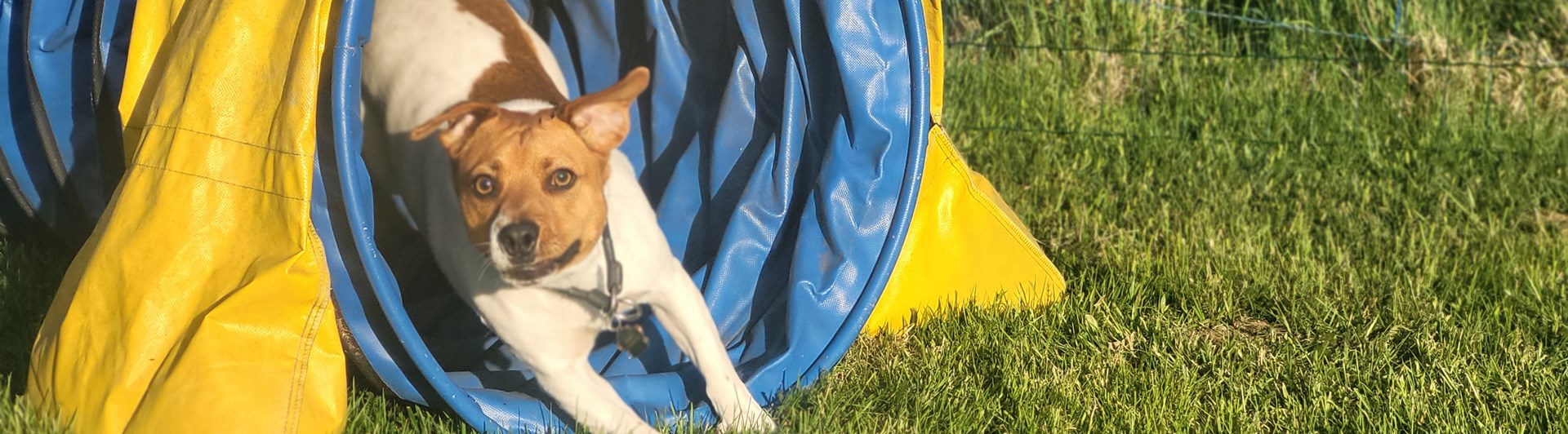 Dansksvensk gårdshund springer i agilitytunnel