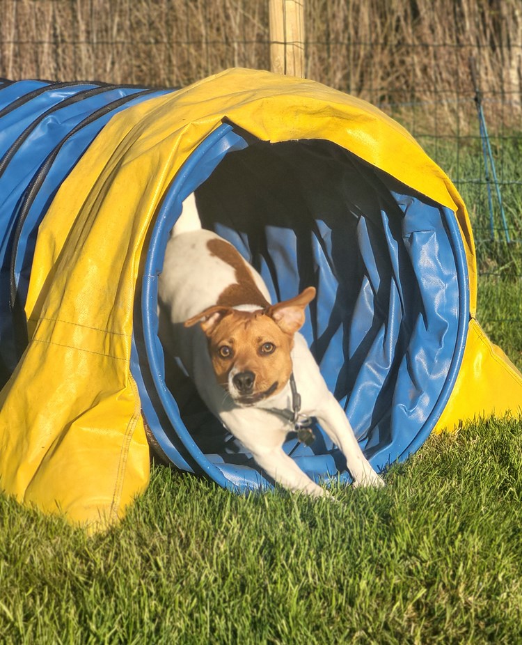 Dansksvensk gårdshund springer i agilitytunnel