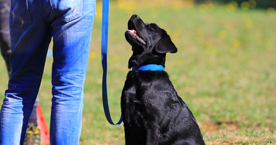 Valp sitter framför människa och tittar upp
