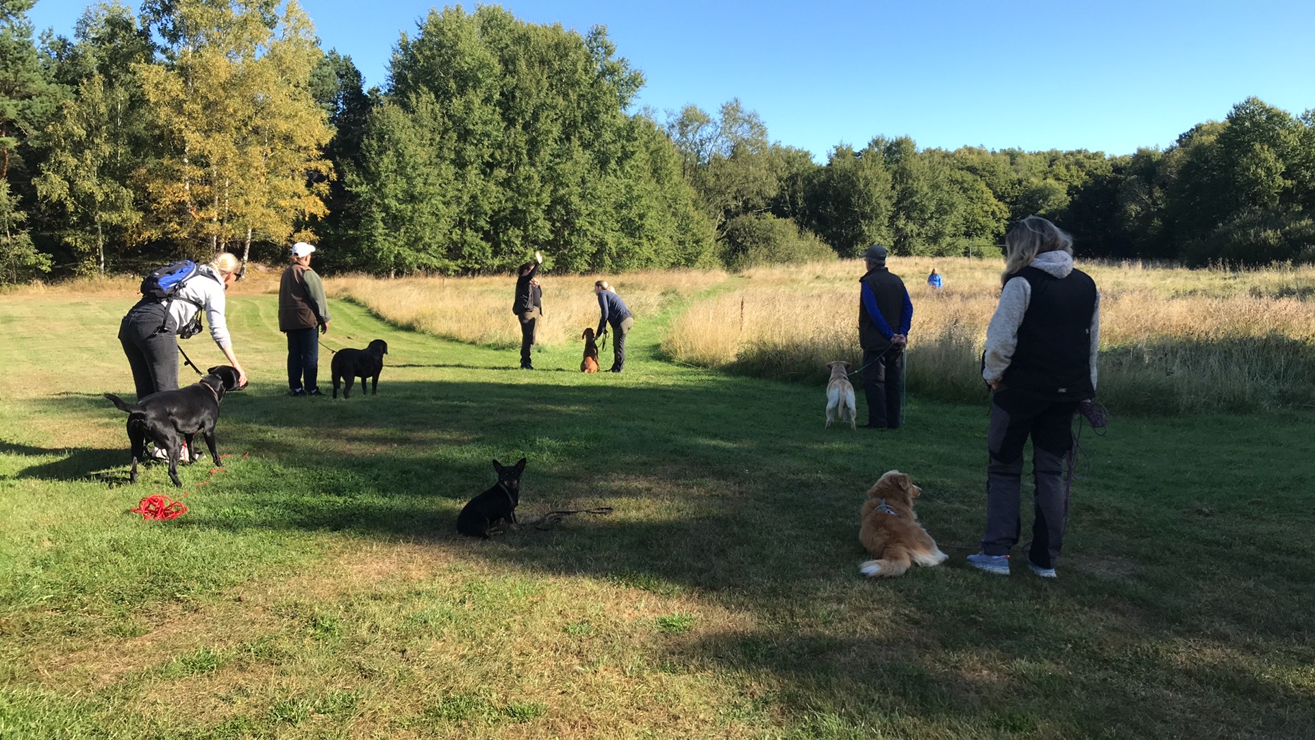 Ett gäng med hundägare som tränar jaktapportering.