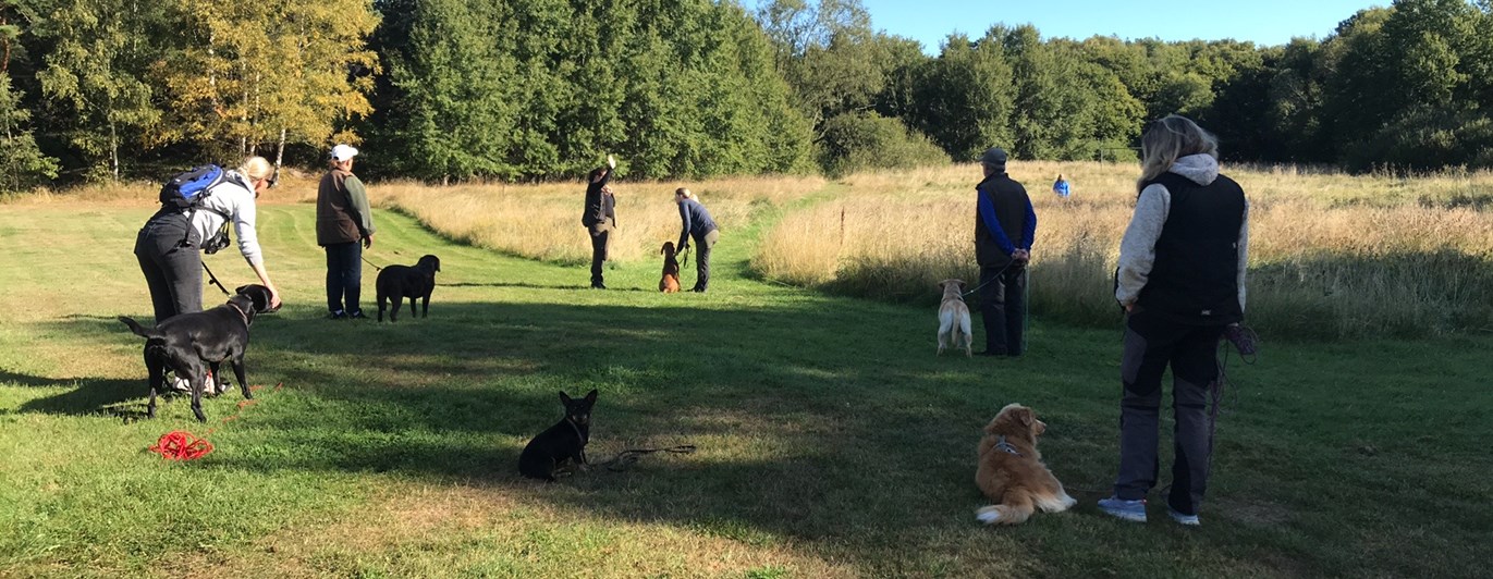 Ett gäng med hundägare som tränar jaktapportering.