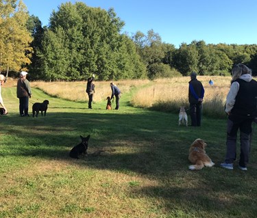 Ett gäng med hundägare som tränar jaktapportering.