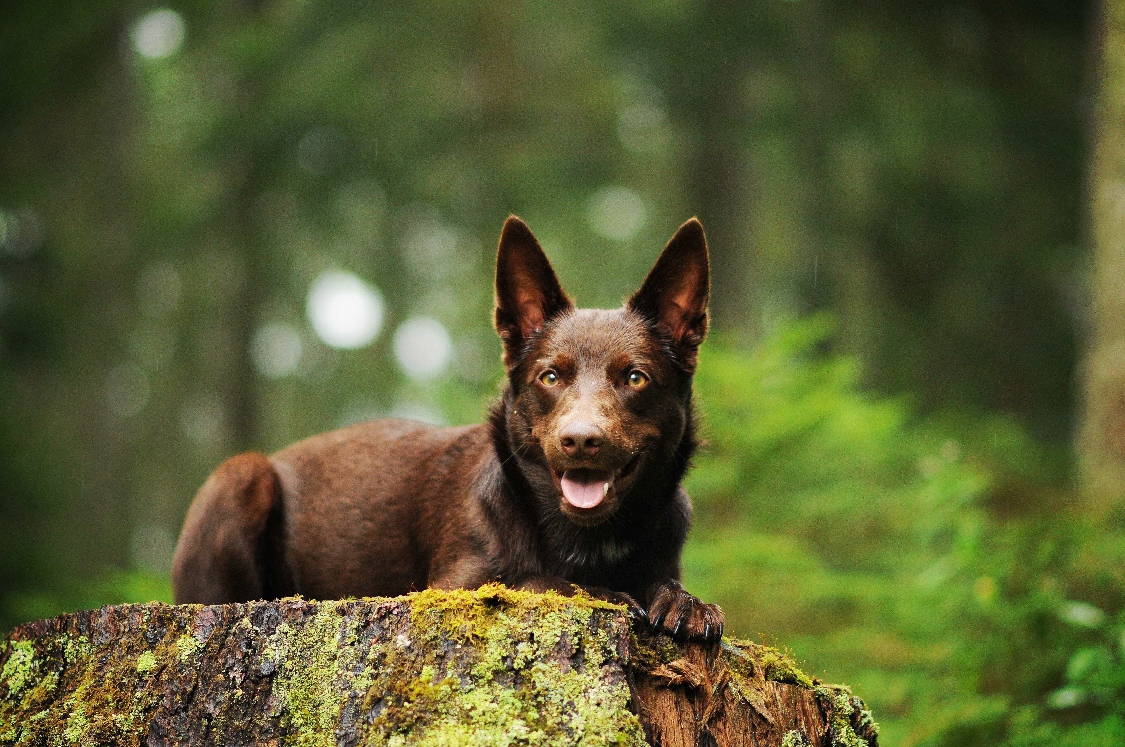 Australian kelpie ligger på en stubbe.