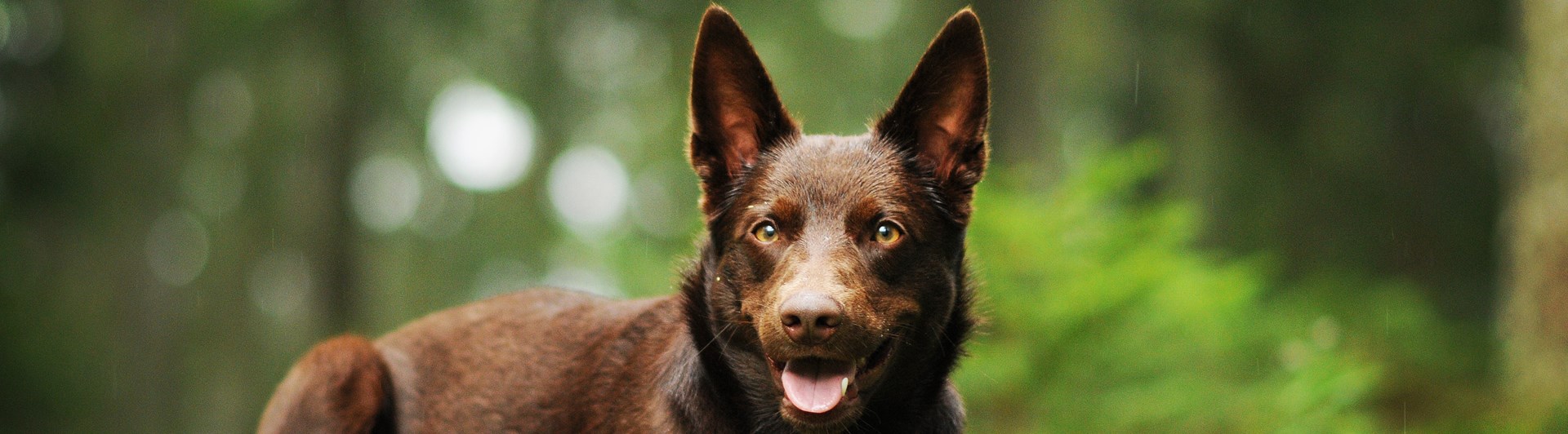 Australian kelpie ligger på en stubbe.