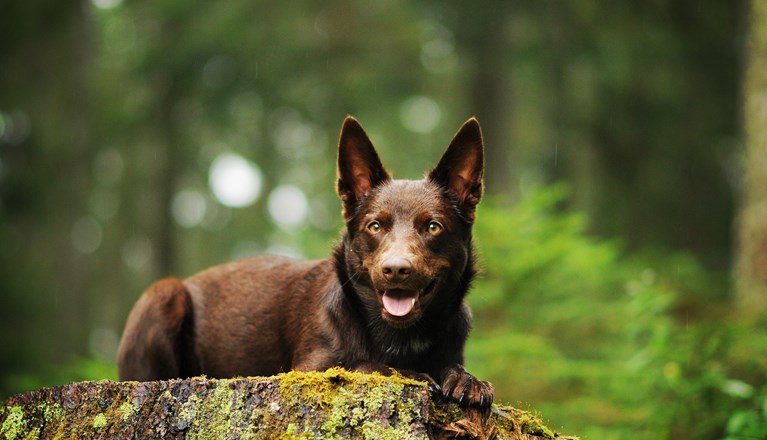 Australian kelpie ligger på en stubbe.