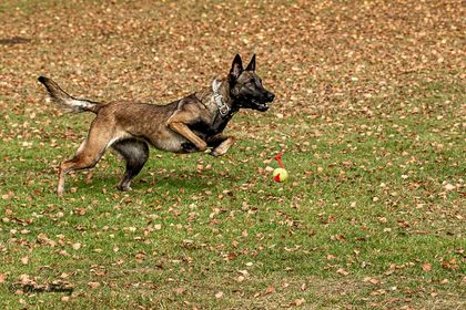 Hund som springer
