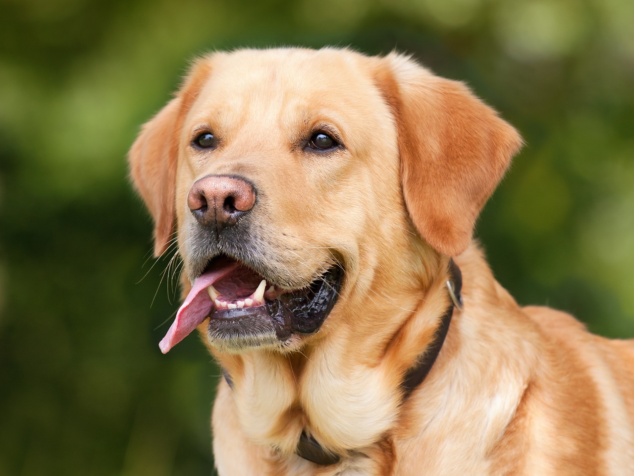 En ljus labrador - 