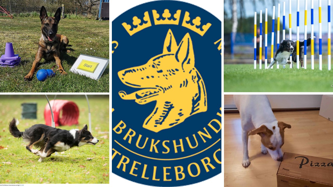 Prova på 30 juli med Rallylydnad, Agility, NoseWork och Hoopers