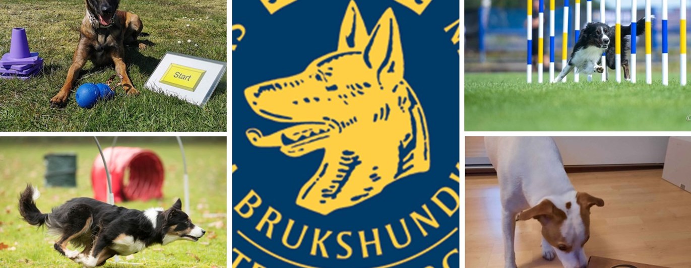 Prova på 30 juli med Rallylydnad, Agility, NoseWork och Hoopers