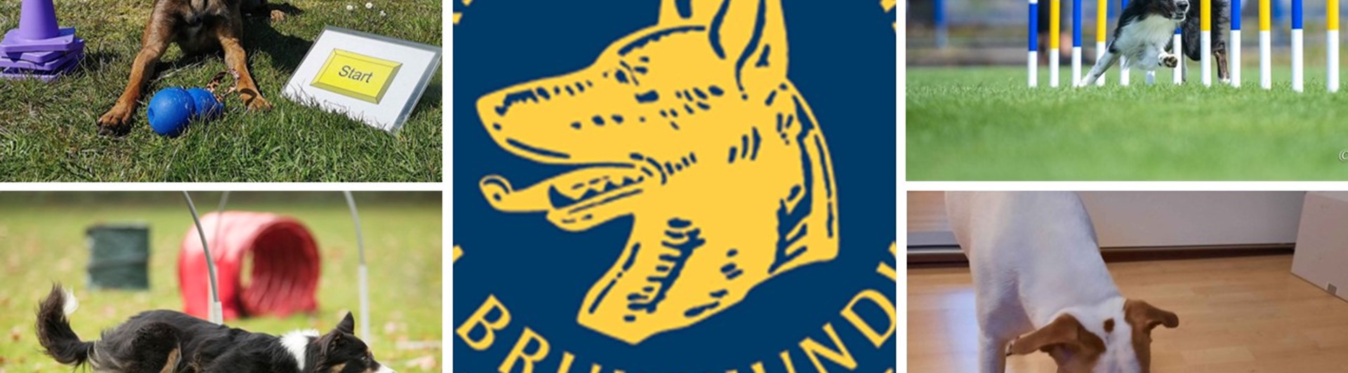 Prova på 30 juli med Rallylydnad, Agility, NoseWork och Hoopers